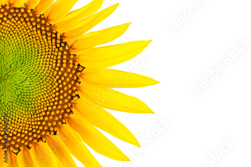 Fototapeta Naklejka Na Ścianę i Meble -  Sonnenblume; Beschneidungspfad