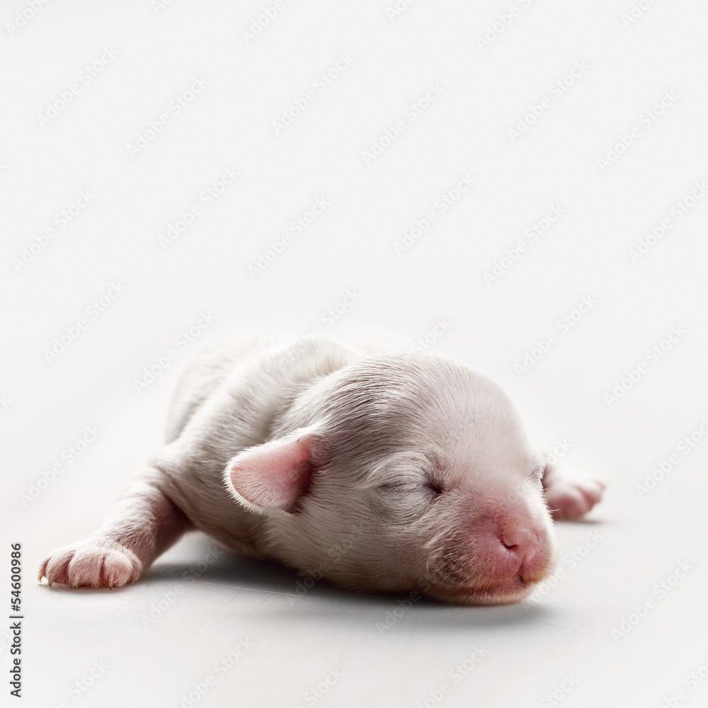 Sleepy miracle. Chinese Crested 1 week puppy dog Sleepy miracle. Chinese Crested 1 week puppy dog