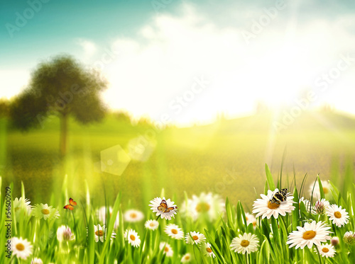 Bright summer afternoon. Natural backgrounds with beauty chamomi