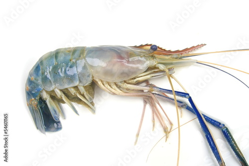 fresh shrimp