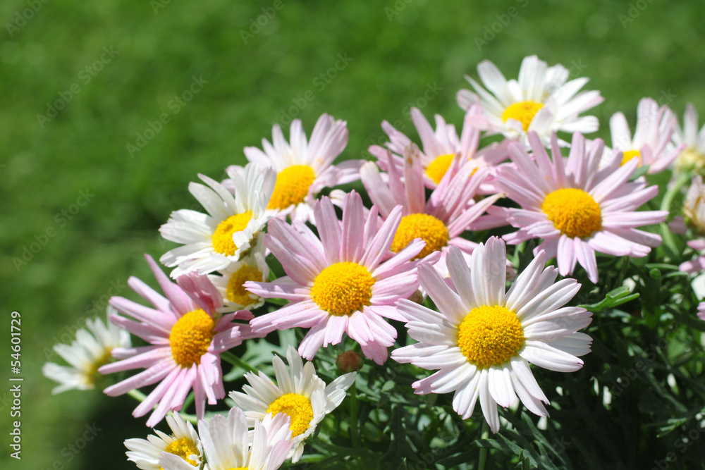 Pretty daisies close up Pretty daisies close up