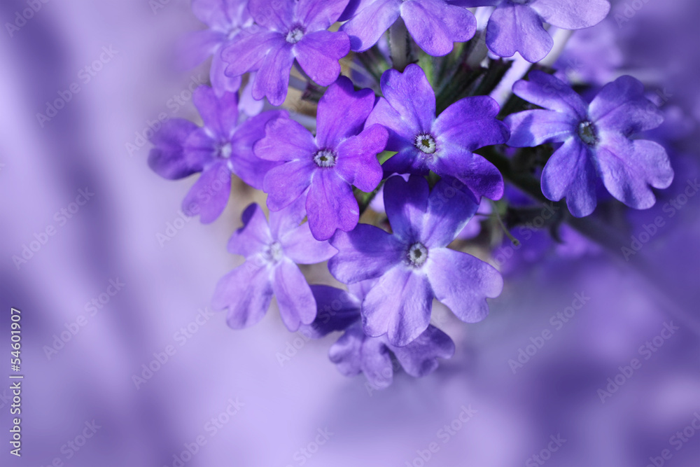 Beautiful blooming verbena