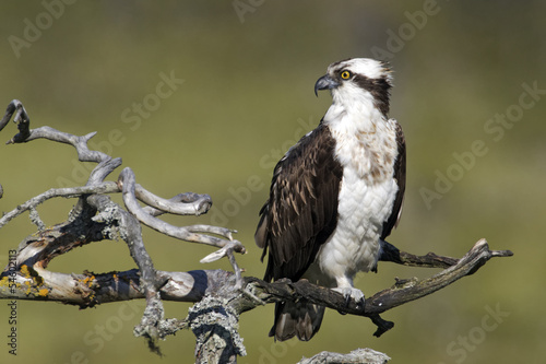 Osprey, Pandion haliaetus,