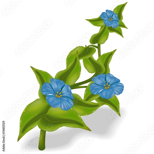 Blue Flowers