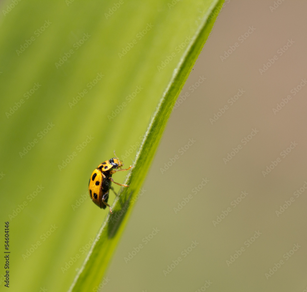 Fototapeta premium yellow ladybug in nature. macro
