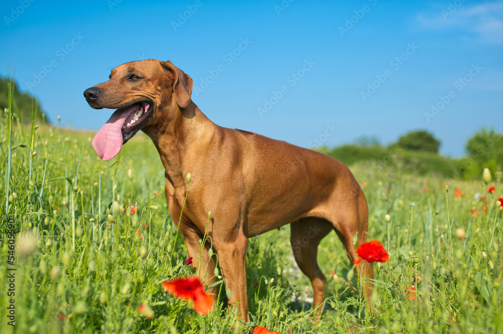 Dog rhodesian ridgeback puppy in a field of flowers Dog rhodesian ridgeback puppy in a field of flowers
