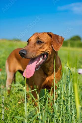 Dog rhodesian ridgeback puppy in a field of flowers