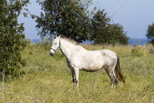 View of a white horse on a rural countryside field. © Mauro Rodrigues