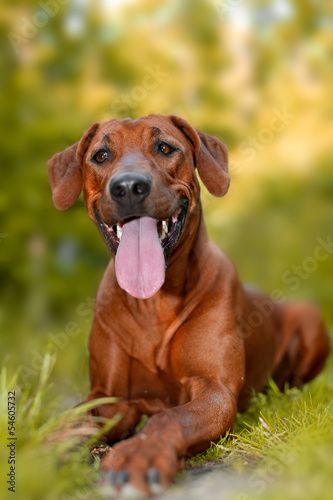 Dog puppy rhodesian ridgeback in autumn woods