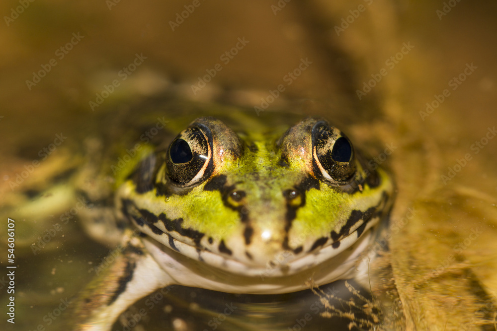 Edible Frog (Pelophylax esculentus) on a puddle. Edible Frog (Pelophylax esculentus) on a puddle.