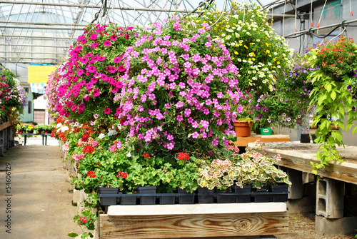 Hanging Flowering Plants in a Greenhouse