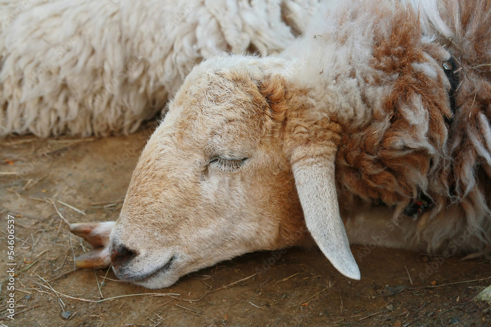 Naklejka premium sheep face, sleep