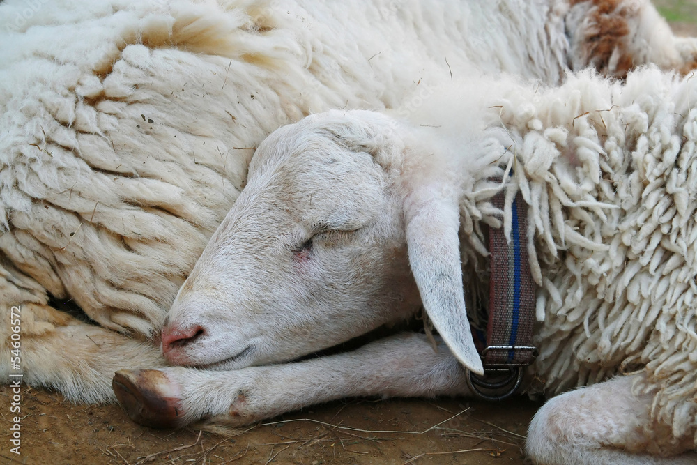 Naklejka premium young sheep sleep