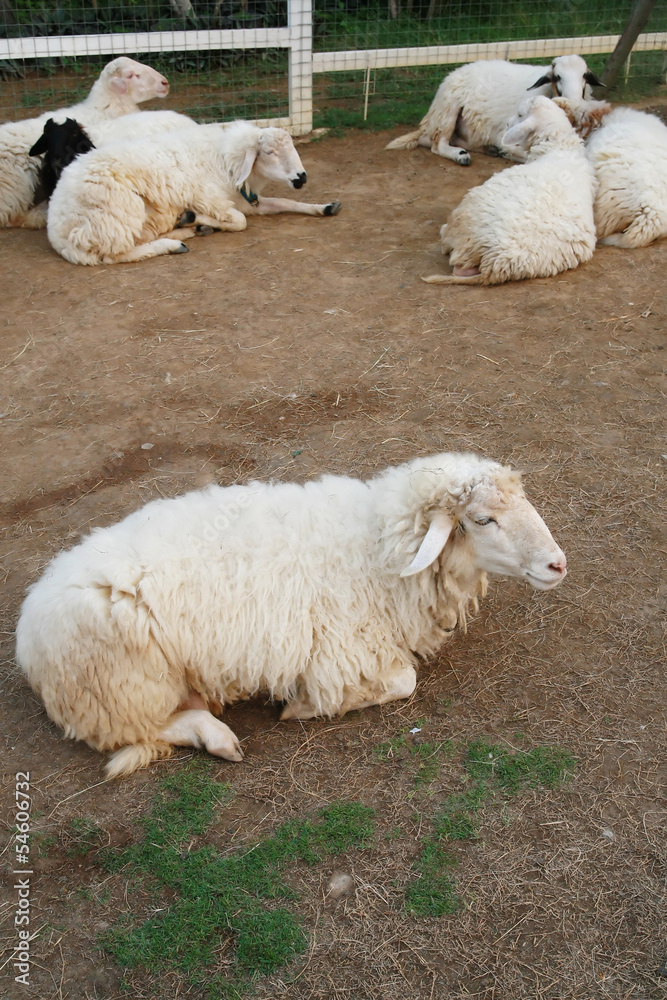 Naklejka premium sheep sit in farm
