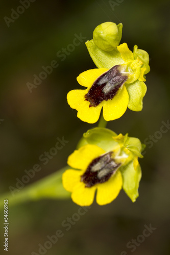 Yellow Bee Orchid (Ophrys lutea) flower.