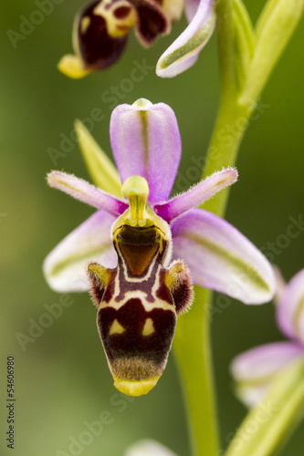 Fototapeta Naklejka Na Ścianę i Meble -  Bee Orchid (Ophrys apifera) flower.