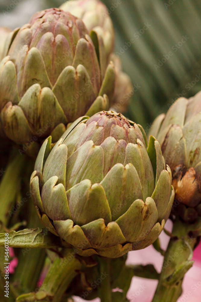 Obraz premium Artichoke