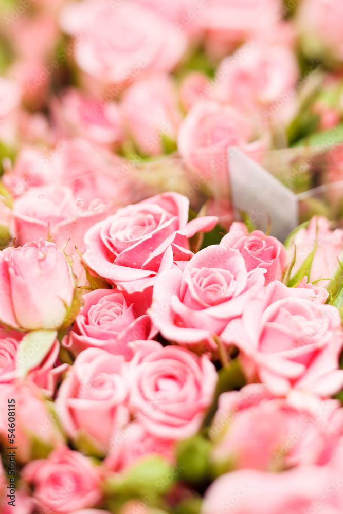 Fototapeta premium Pink roses