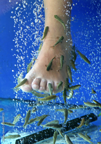 Doctor fish - fisha spa photo