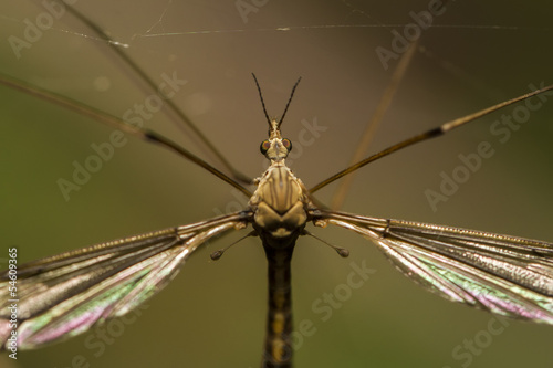 Close up view of a Crane fly insect. © Mauro Rodrigues