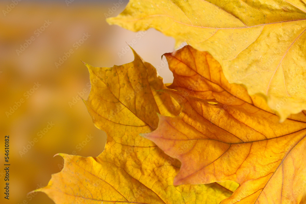 dry autumn maple leaves on yellow background dry autumn maple leaves on yellow background