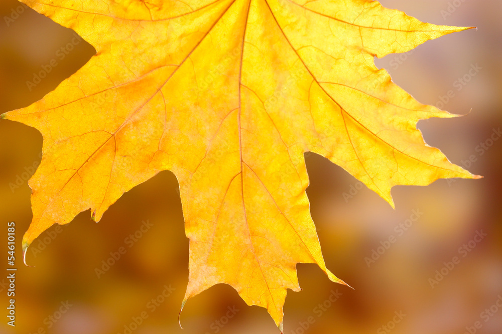 dry autumn maple leaf on yellow background dry autumn maple leaf on yellow background