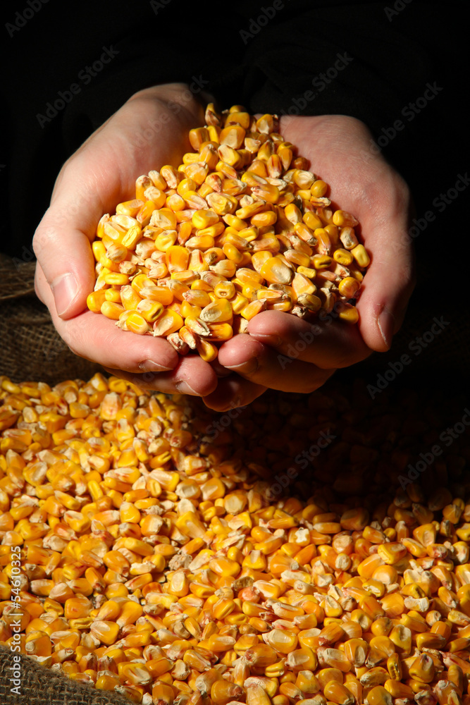 man hands with grain, on yellow corn background man hands with grain, on yellow corn background