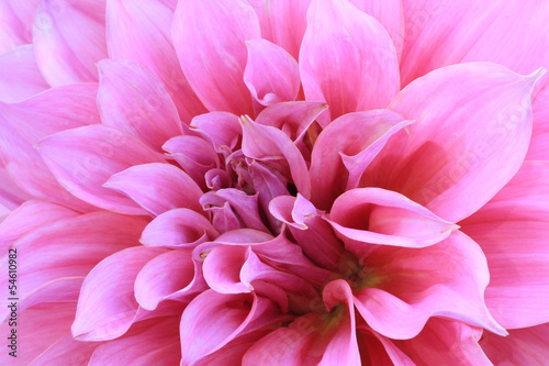 pink dahlia flower background