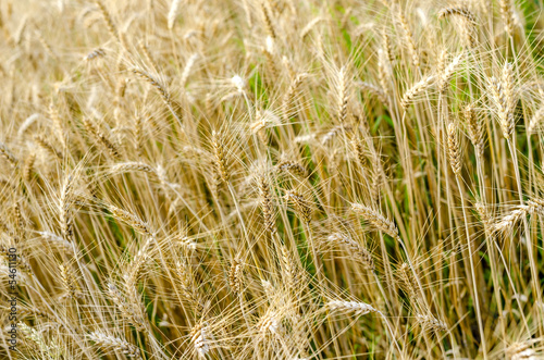 Golden wheat field in summer © Gajus