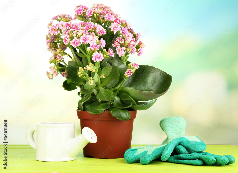 Beautiful flower in pot on wooden table on natural background