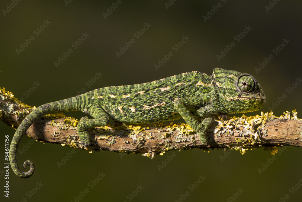 Mediterranean Chameleon Mediterranean Chameleon