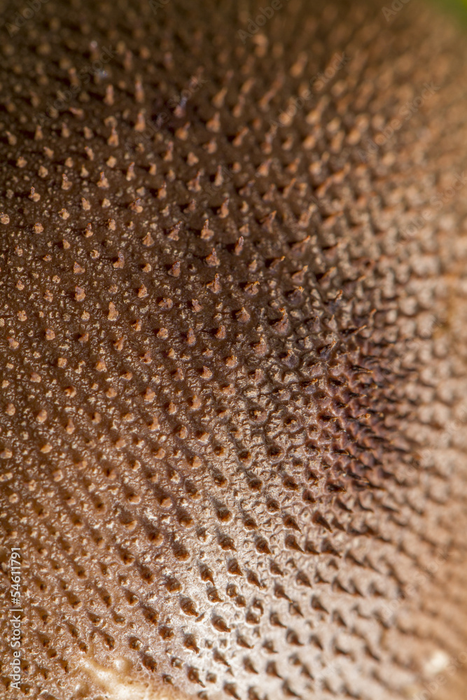 umber-brown puffball (Lycoperdon umbrinum) umber-brown puffball (Lycoperdon umbrinum)