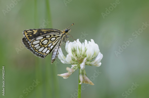 Spiegelfleck-Dickkopffalter (Heteropterus morpheus)
