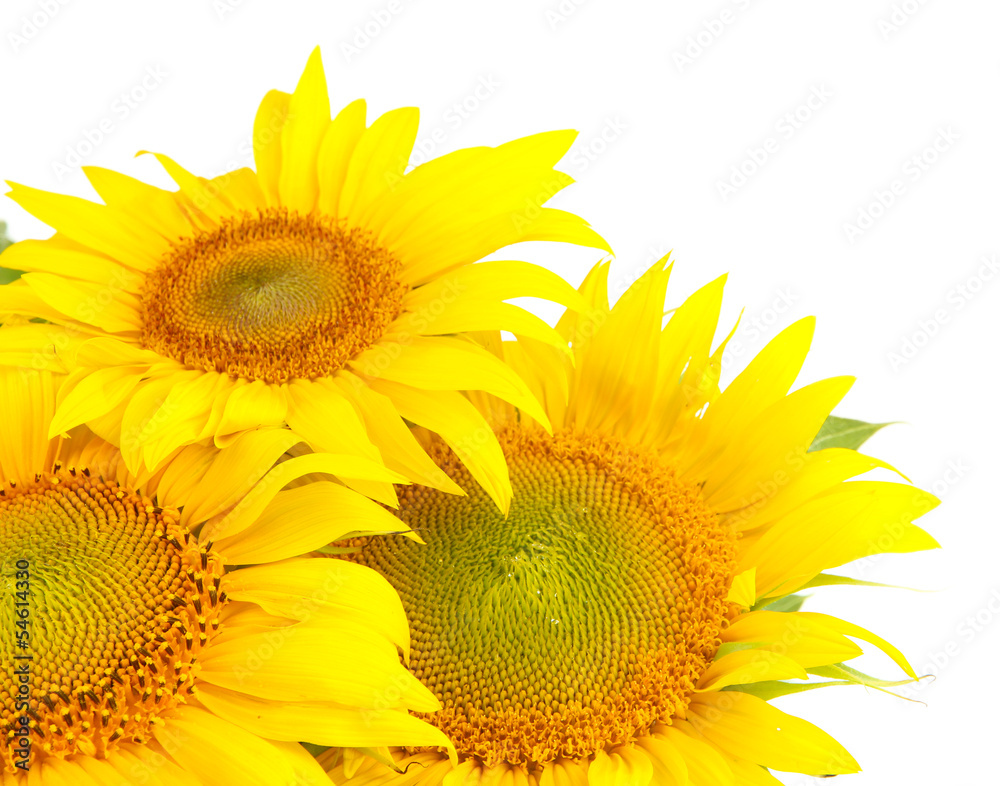 Obraz premium Sunflowers isolated on white