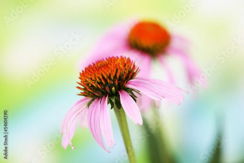 Fototapeta Naklejka Na Ścianę i Meble -  Echinacea flowers, outdoors