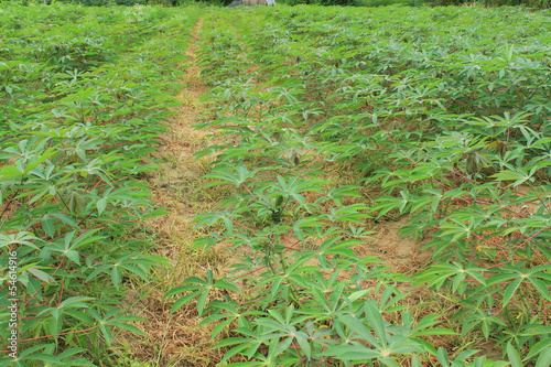 manioc plants are growing in the field