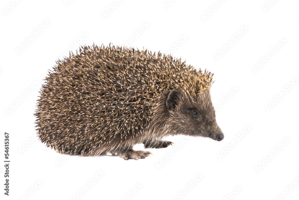 hedgehog isolated hedgehog isolated