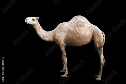 Photo isolated single hump camel