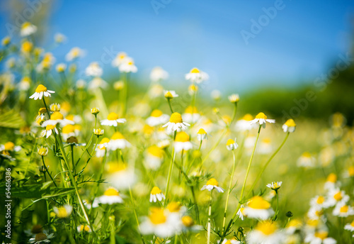 Medical daisy