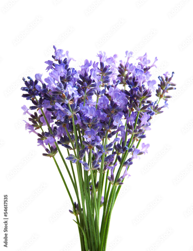 Naklejka premium lavender