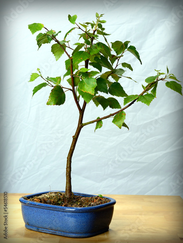 young bonsai- Birke, birch Stock-Foto | Adobe Stock