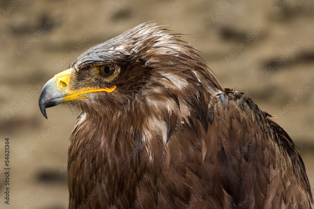 Golden Eagle Portrait Golden Eagle Portrait