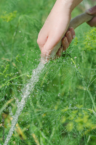 Female hand holding hose and watering plants