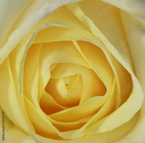 yellow rose background