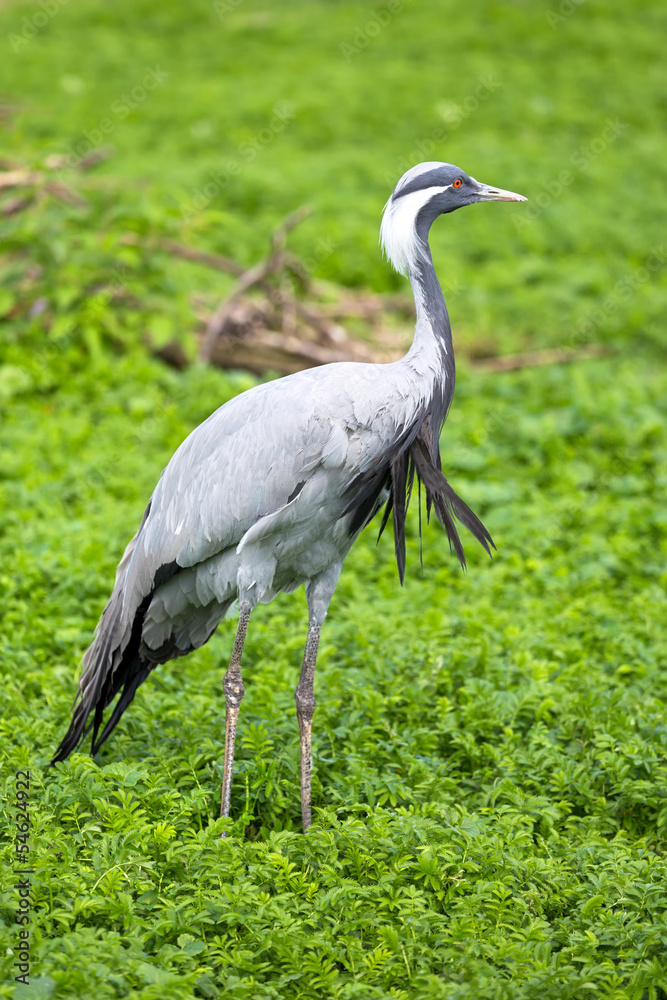 Obraz premium Demoiselle Crane