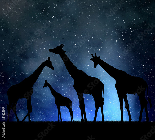 Photography herd of giraffes in the night sky