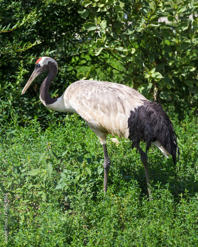 Japanese Crane