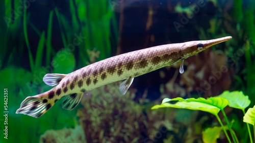 Spotted Gar