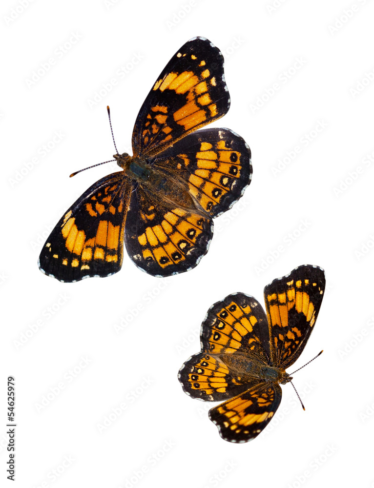 Naklejka premium Checkerspot Butterfly