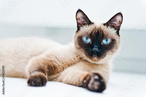 Cat with blue eyes